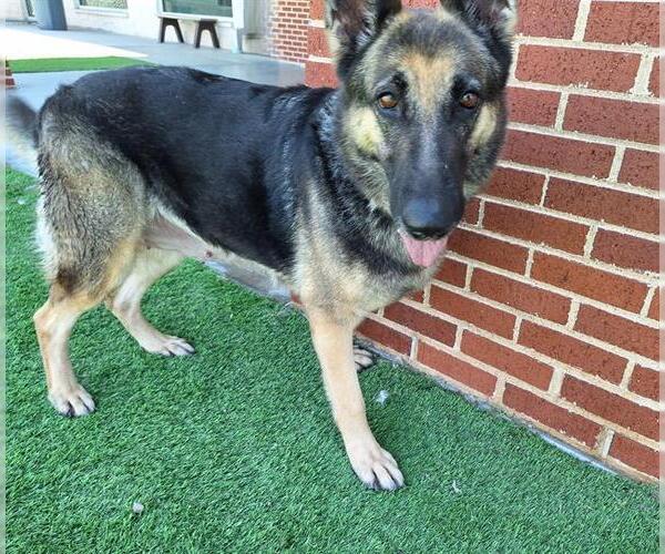 Medium Photo #2 German Shepherd Dog-Unknown Mix Puppy For Sale in Grand Prairie, TX, USA