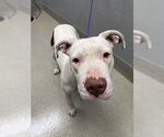 Small American Pit Bull Terrier Mix