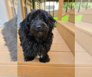 Mutt Dogs for adoption in Andover, MN, USA