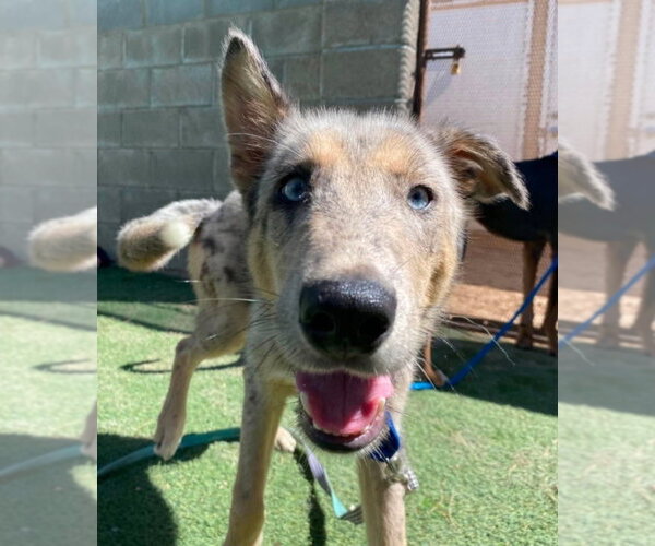 Medium Photo #4 Catahoula Leopard Dog-Collie Mix Puppy For Sale in Lakewood, CO, USA