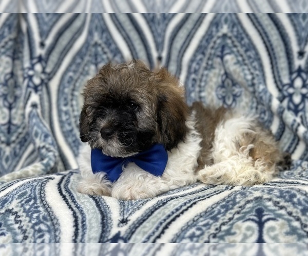Medium Photo #9 Lhasa-Poo Puppy For Sale in LAKELAND, FL, USA