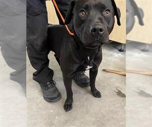 Mutt Dogs for adoption in Camarillo, CA, USA