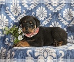 Small Photo #5 Rottweiler Puppy For Sale in CHRISTIANA, PA, USA