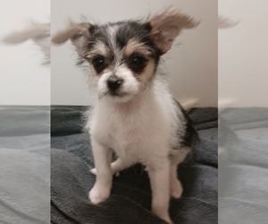 Chorkie Puppy for sale in KETTERING, OH, USA