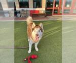 Small #1 Siberian Husky