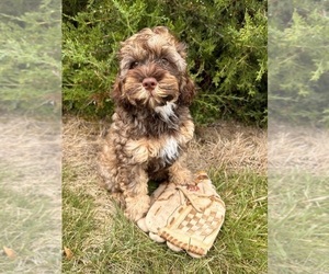 Cockapoo Puppy for sale in MIDDLEBURY, IN, USA