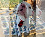 Small Photo #5 American Bulldog-Unknown Mix Puppy For Sale in Oakhurst, NJ, USA