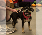 Small Photo #3 Australian Kelpie-French Bulldog Mix Puppy For Sale in Decatur, GA, USA