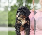 Small #2 Bernedoodle (Miniature)