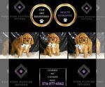 Small #5 Cavalier King Charles Spaniel