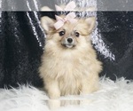 Small #2 Pomeranian
