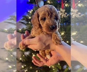 Cavapoo Puppy for sale in KALAMAZOO, MI, USA