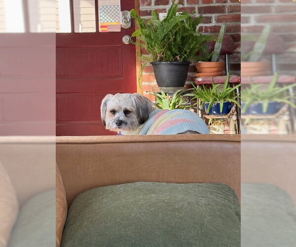 Medium Photo #4 Shih Tzu Puppy For Sale in East Derry, NH, USA