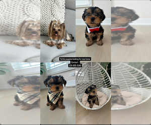 Yorkshire Terrier Puppy for sale in LAKE ZURICH, IL, USA