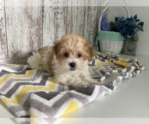 Havanese Puppy for sale in SHILOH, OH, USA
