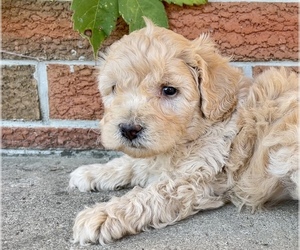 Poodle (Toy) Puppy for sale in SILVER LAKE, IN, USA