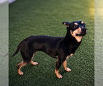 Small #2 Mutt