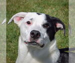 Small Border Collie-Great Pyrenees Mix