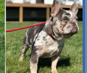 Father of the French Bulldog puppies born on 03/04/2025