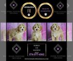 Small #1 Maltipoo (Miniature)