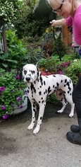 Father of the Dalmatian puppies born on 07/09/2018