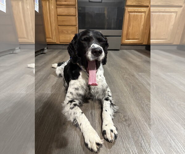 Medium Photo #7 - Mix Puppy For Sale in Curwensville, PA, USA