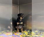 Small Photo #11 Miniature Pinscher-Unknown Mix Puppy For Sale in Chico, CA, USA