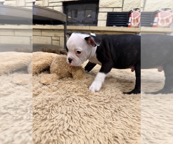 Medium Photo #4 Boston Terrier Puppy For Sale in FREDONIA, KS, USA