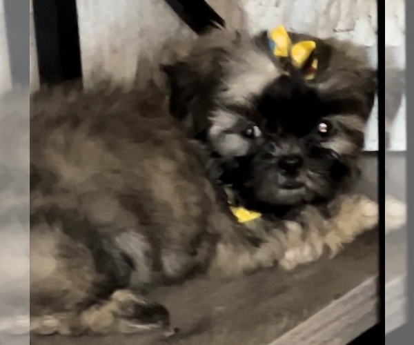 Medium Photo #3 Shih Tzu Puppy For Sale in DENTON, MD, USA