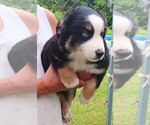 Small #3 Miniature Australian Shepherd