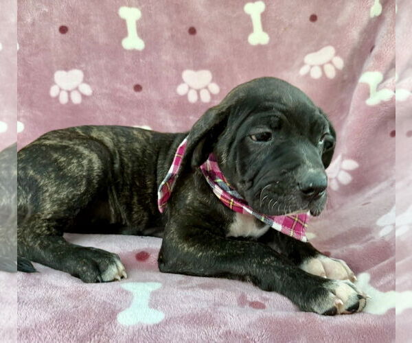 Medium Photo #1 Mutt Puppy For Sale in Goodyear, AZ, USA