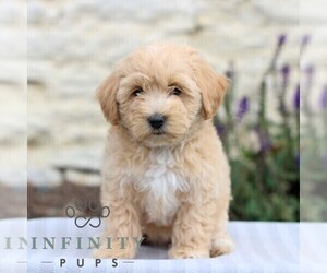 Maltipoo Puppy for sale in LEBANON, PA, USA
