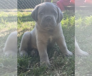 Cane Corso Puppy for Sale in LIBERTY, North Carolina USA