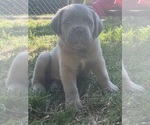 Image preview for Ad Listing. Nickname: Litter of 6