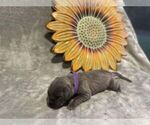 Small Photo #3 Great Dane Puppy For Sale in DOUBLE SPRINGS, AL, USA