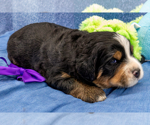 Bernedoodle Puppy for Sale in ROY, Utah USA