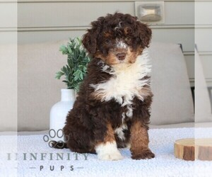 Bernedoodle (Miniature) Puppy for sale in NARVON, PA, USA