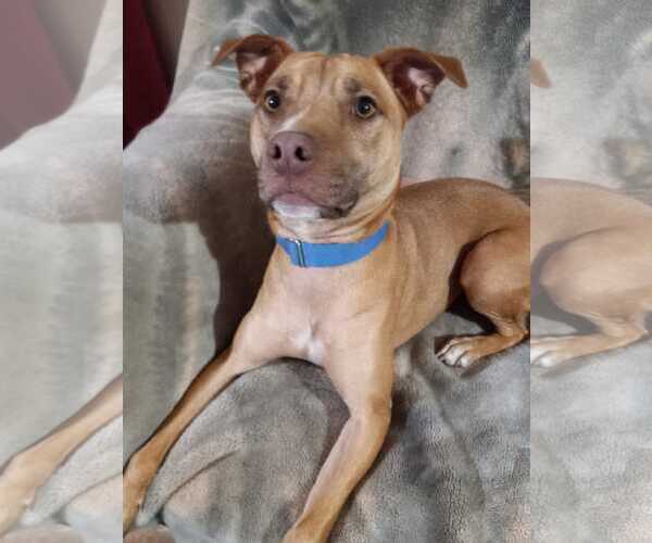 Medium Photo #4 American Pit Bull Terrier-Unknown Mix Puppy For Sale in phoenix, AZ, USA