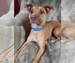 Small #3 American Pit Bull Terrier Mix