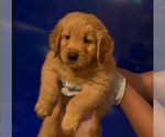 Small Golden Retriever