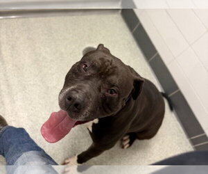 American Staffordshire Terrier-Unknown Mix Dogs for adoption in Fort Collins, CO, USA