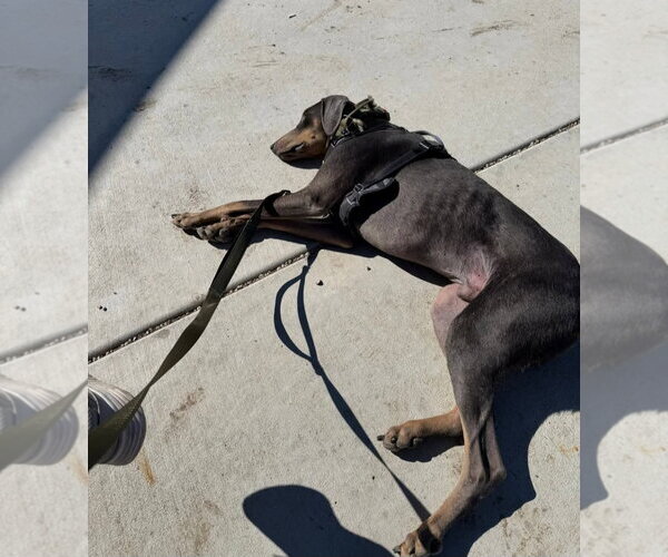Medium Photo #5 Doberman Pinscher Puppy For Sale in Buffalo, MN, USA