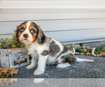 Small Photo #22 Cavalier King Charles Spaniel Puppy For Sale in MILLERSBURG, OH, USA