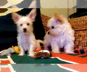 Morkie Puppy for sale in MIAMI, FL, USA