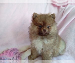 Pomeranian Puppy for sale in LAUREL, MS, USA