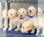 Small Photo #15 Goldendoodle Puppy For Sale in ELIZABETH, CO, USA