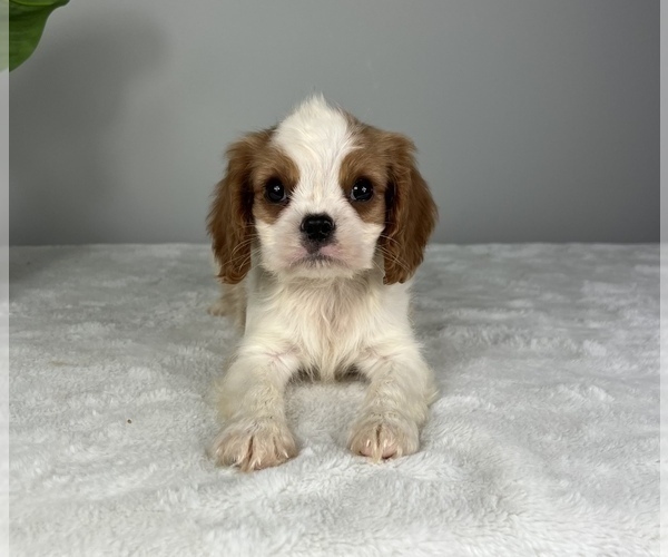 Medium Photo #2 Cavalier King Charles Spaniel Puppy For Sale in FRANKLIN, IN, USA