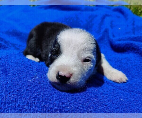 Medium Photo #15 Border Collie Puppy For Sale in NORBORNE, MO, USA