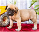 Small #2 Mastiff