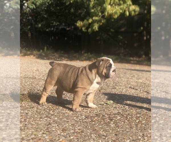 Medium Photo #6 English Bulldog Puppy For Sale in FORT WORTH, TX, USA